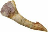 Fossil Sawfish (Onchopristis) Rostral Barb - Morocco #236126-1